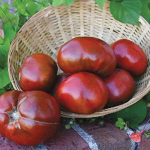 Midsize Tomatoes