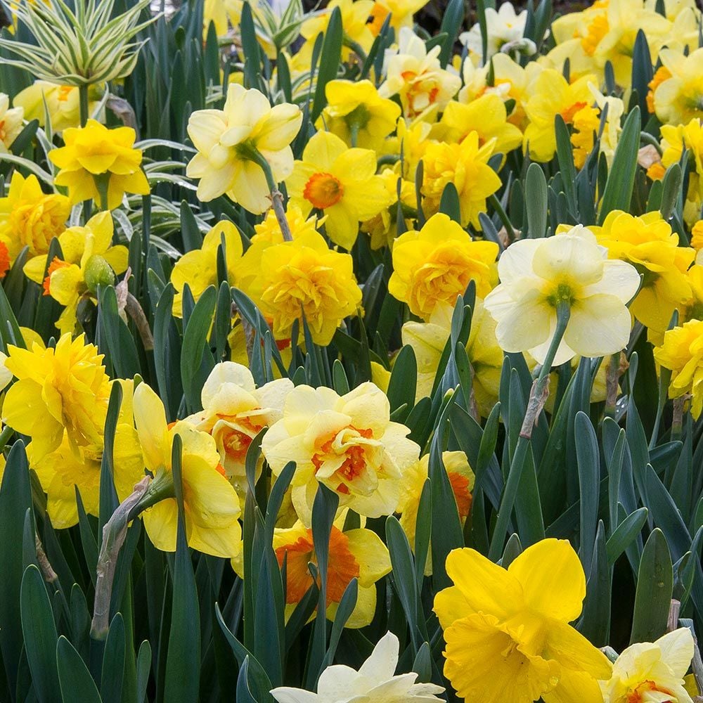 Bold Beauties Daffodil Mix