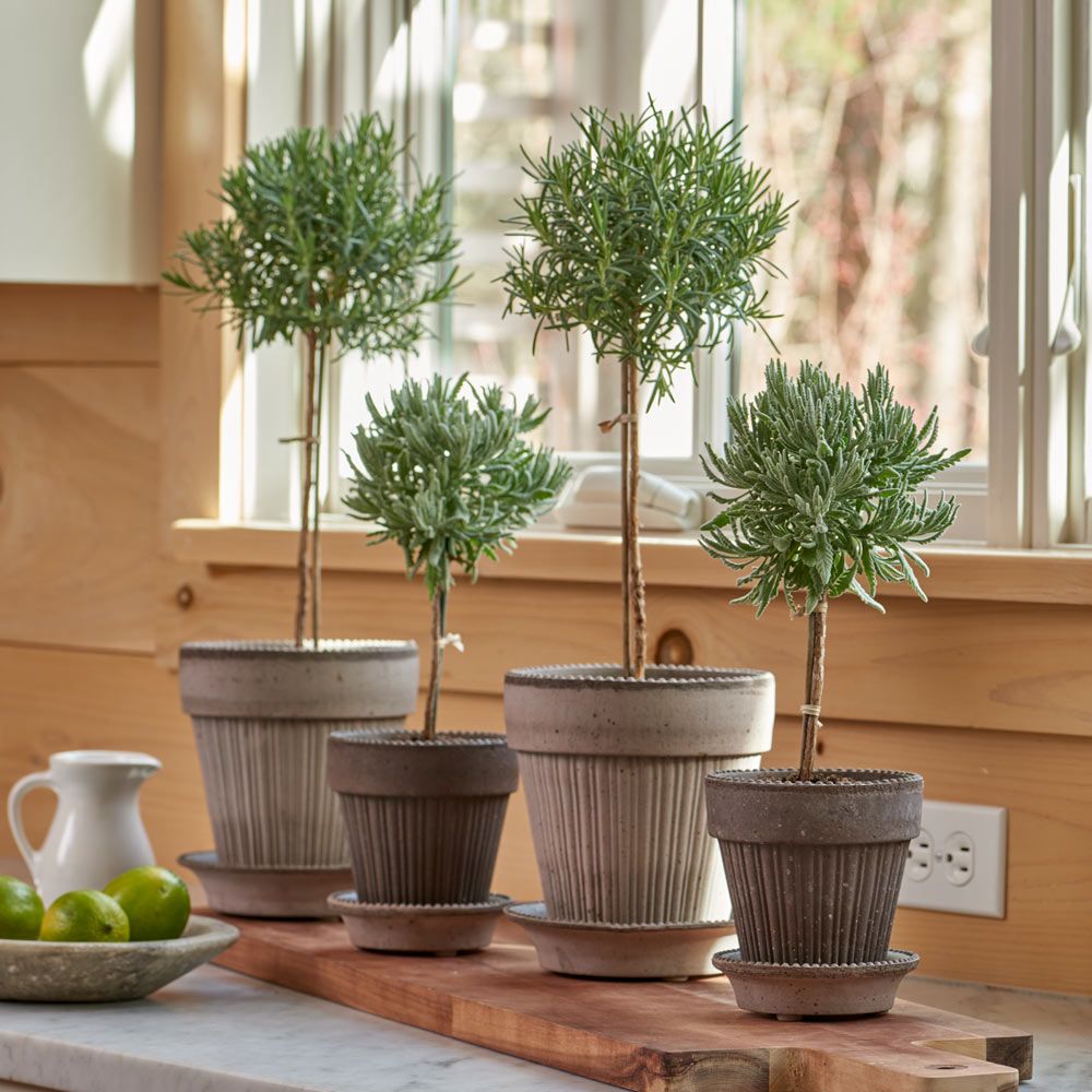 Lavender 'Goodwin Creek Grey' Topiary in Gray Parisian Pot White