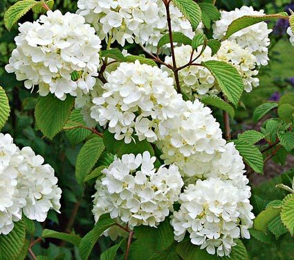 Viburnum plicatum 'Popcorn'