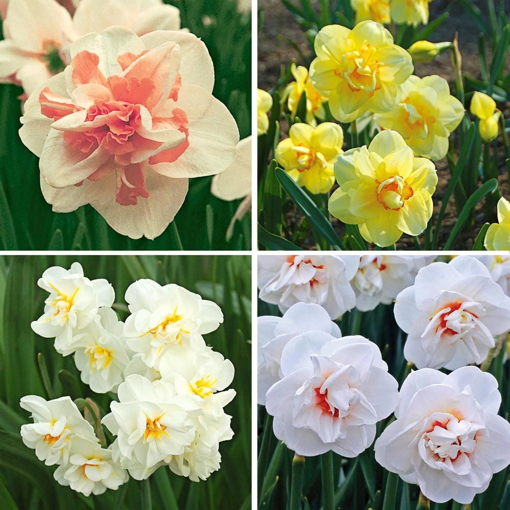 Double Daffodil Quartet