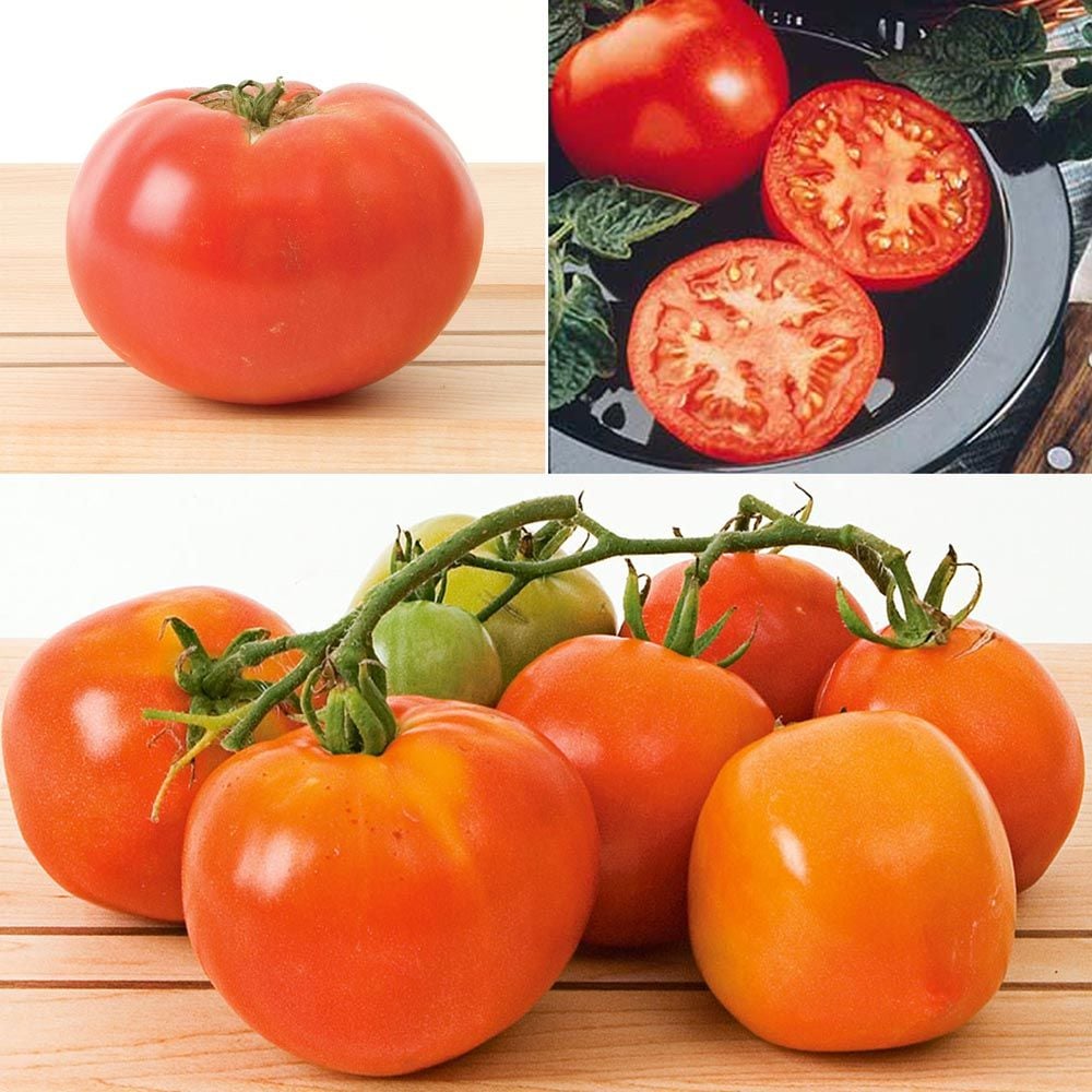 Patio Tomatoes, 3 Plants