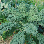 Kale Plants