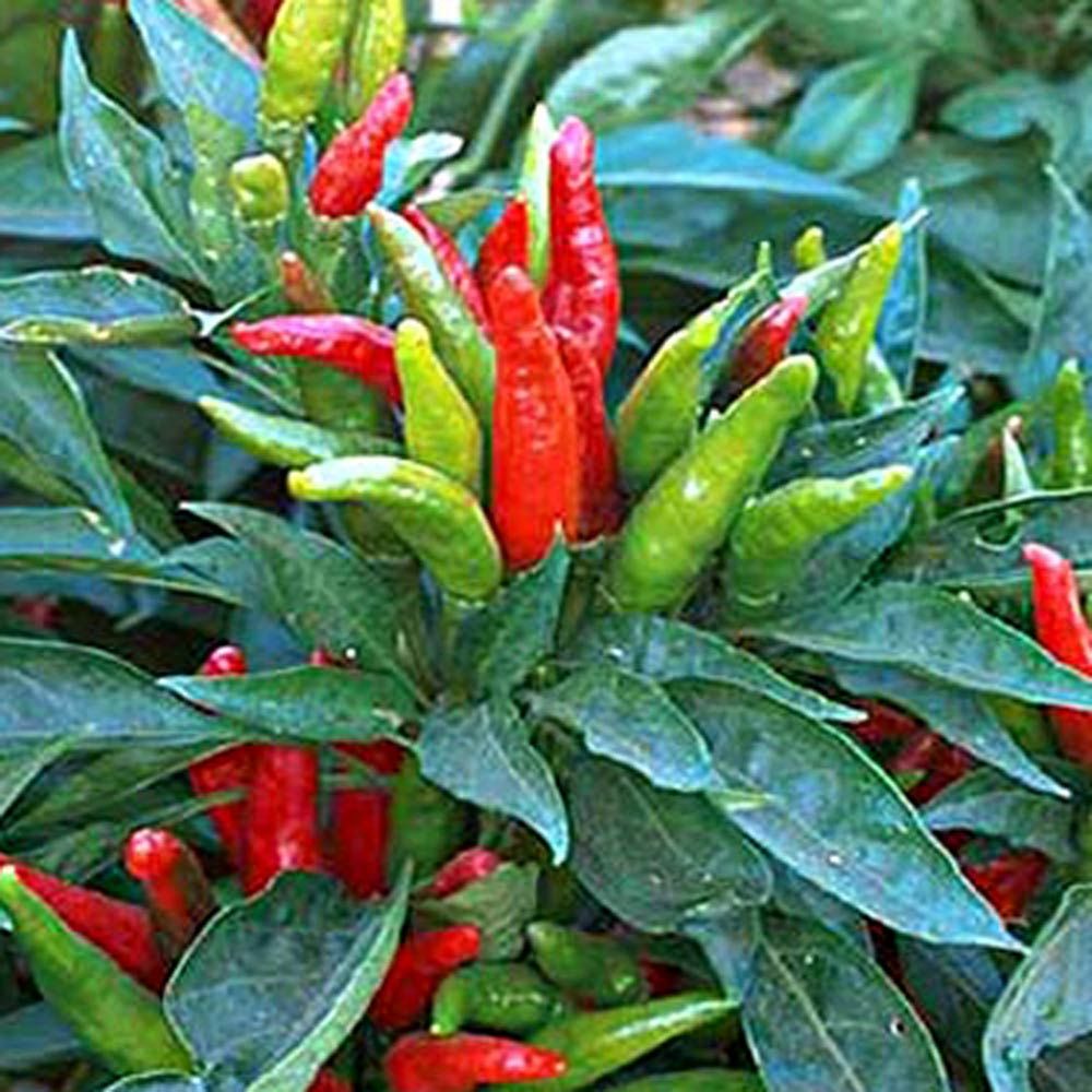 Chile Pepper Thai Dragon
