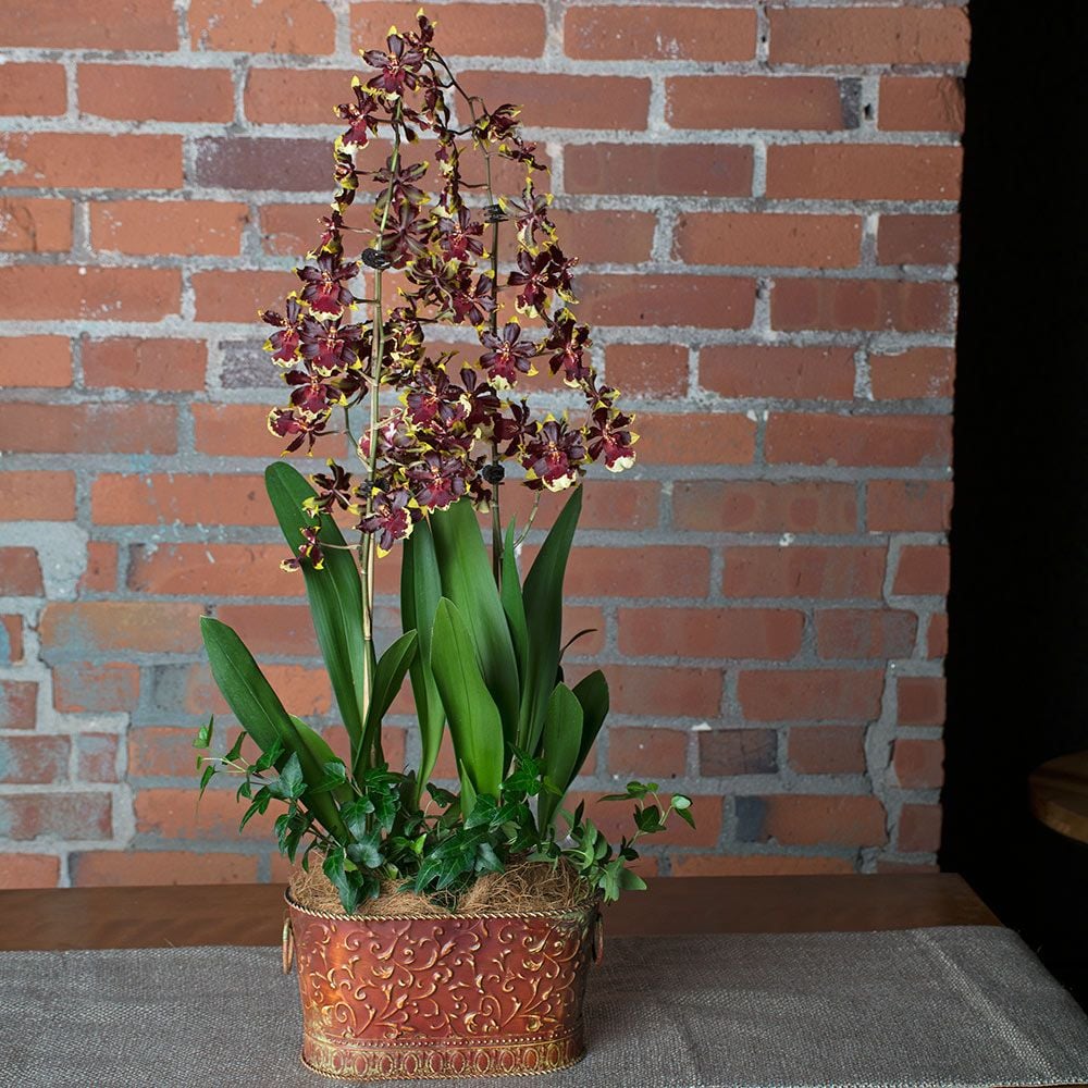 Months of Specialty Orchids - Grower's Choice