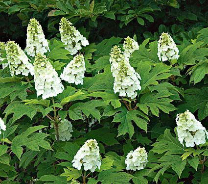 Hydrangea quercifolia Snow Queen  White Flower Farm