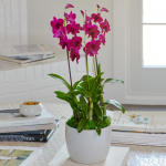  Deep Pink Dendrobium Orchids in ceramic cachepot