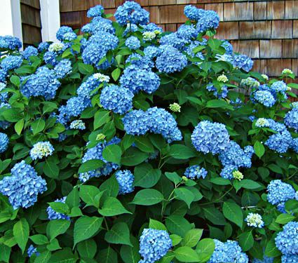 Hydrangea macrophylla Endless Summer®  White Flower Farm