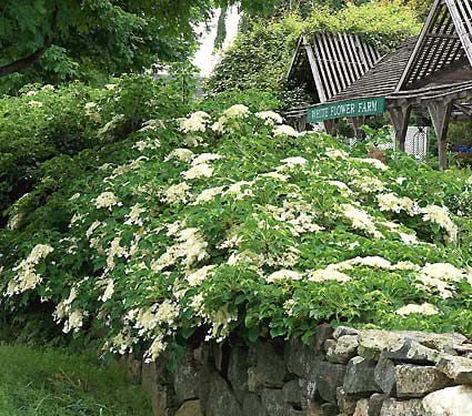 Hydrangea anomala petiolaris  White Flower Farm