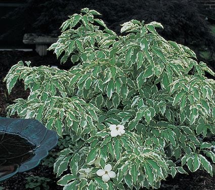 Cornus kousa 'Wolf Eyes'