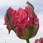  Tulip 'Red Wave'