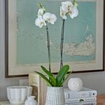  White Moth Orchid in 5½