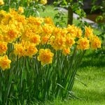  Narcissus 'Le Torch'