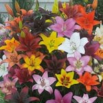  Bold Colors Asiatic Lily Mix