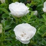  Rose 'Blanc Double de Coubert'