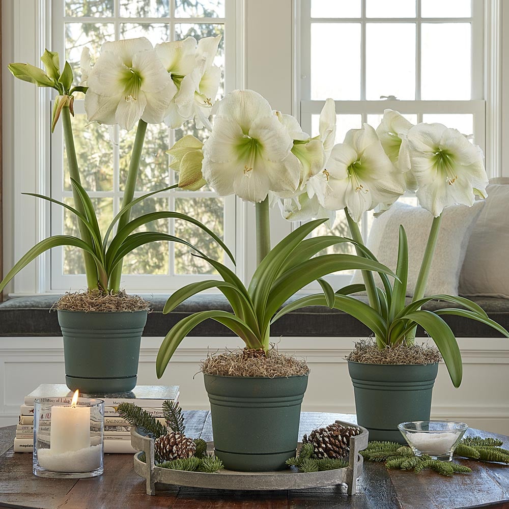 White Amaryllis to 3 Different Addresses - Standard Shipping Included