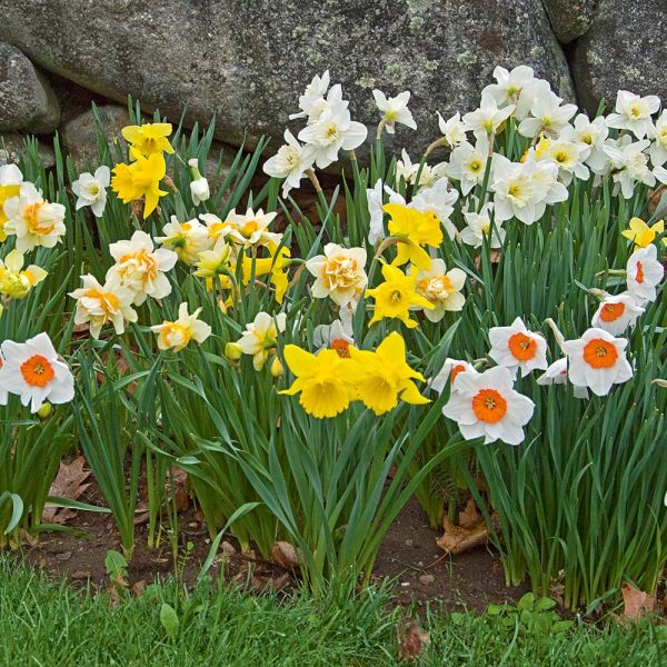 Collaboration for Sun for the North Daffodils & Daylilies White
