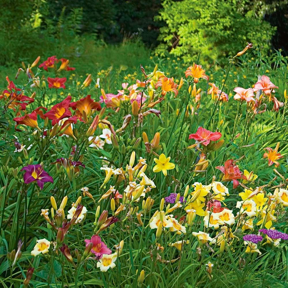 Collaboration for Sun for the North Daffodils & Daylilies White
