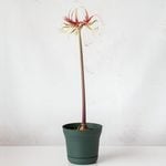  Amaryllis 'Chico,' one bulb in nursery pot