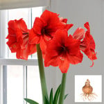  Amaryllis 'Gold Medal,' bulb only