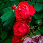  Rose Oso Easy Double Red®