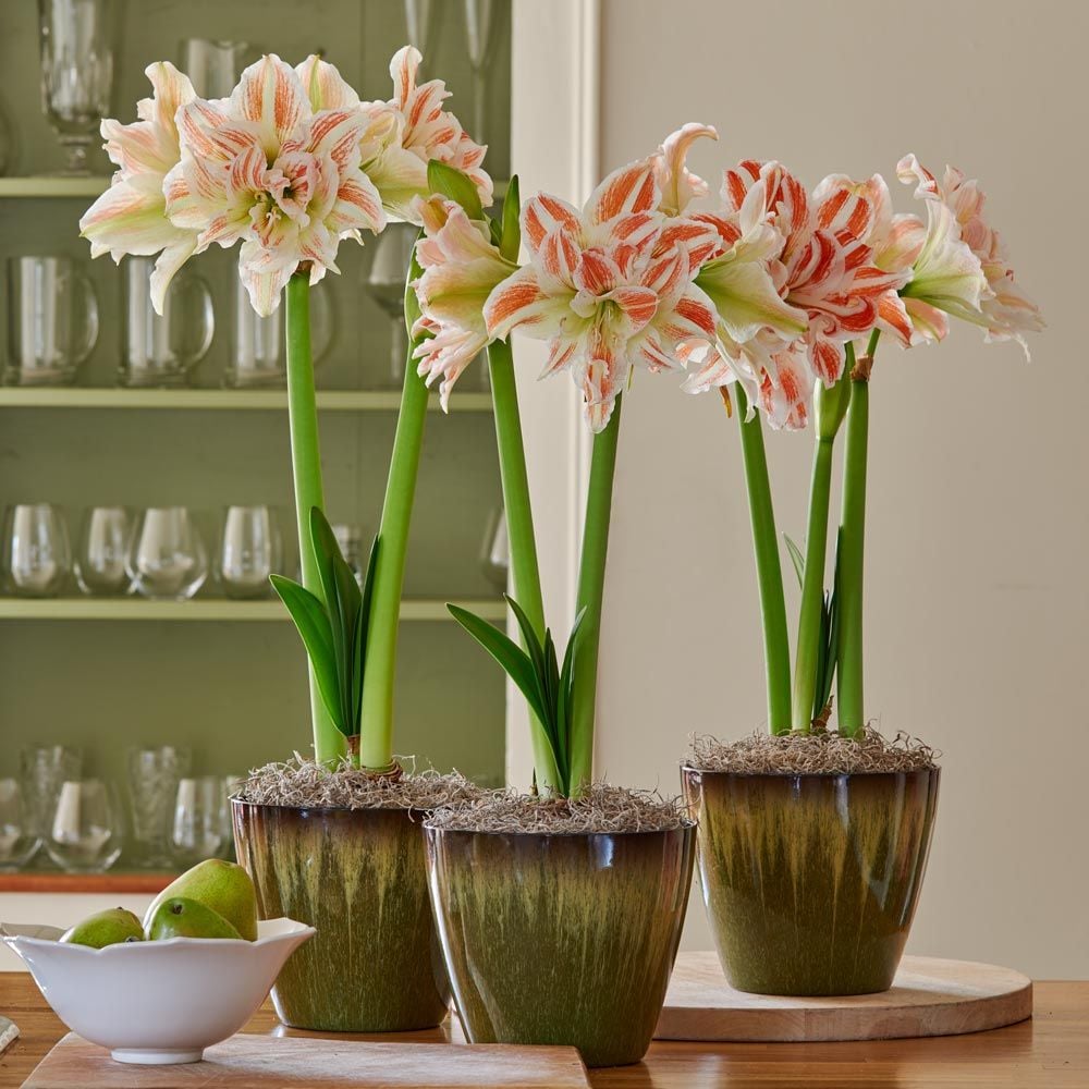 Double Amaryllis to 3 Different Addresses - Standard Shipping Included