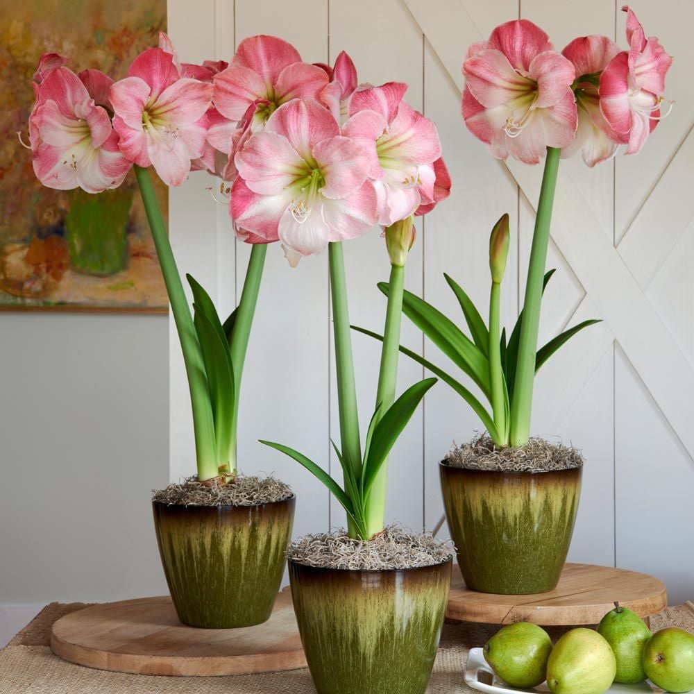 Pink Amaryllis to 3 Different Addresses - Standard Shipping Included