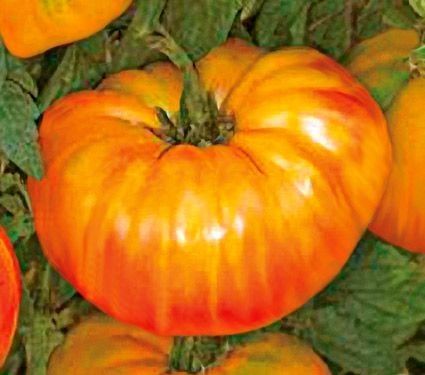 pineapple tomato growing seeds whiteflowerfarm