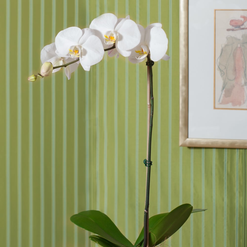 Months of Easy-Care Moth Orchids - Grower's Choice