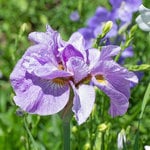  Iris sibirica 'Pink Parfait'