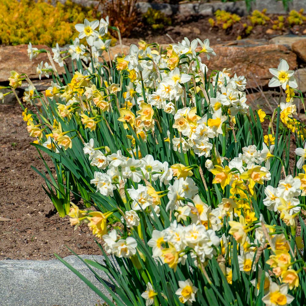 Scent of Spring Daffodil Mix