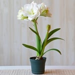  Amaryllis 'White Amadeus,' one bulb in nursery pot