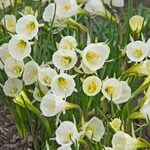 Hard-to-Find Daffodils