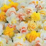 Daffodil Mixes & Collections