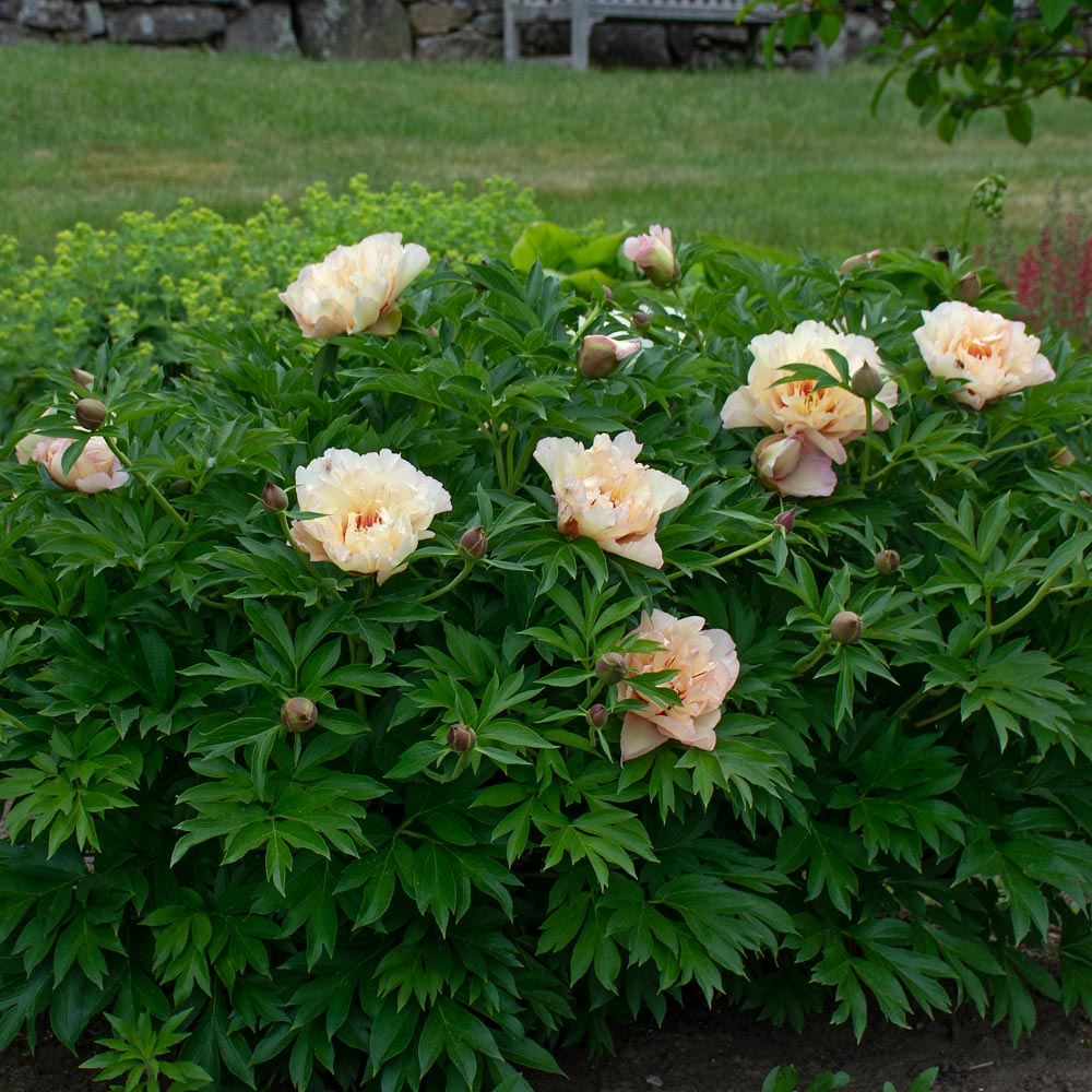 Peony 'Scrumdidleumptious' Itoh Peony White Flower Farm