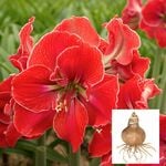  Amaryllis 'Magical Touch,' bulb only