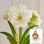  Amaryllis 'White Amadeus,' bulb only