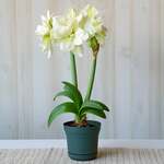  Amaryllis 'Marilyn,' one bulb in nursery pot