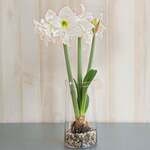 Amaryllis 'Picotee,' one bulb with vase kit