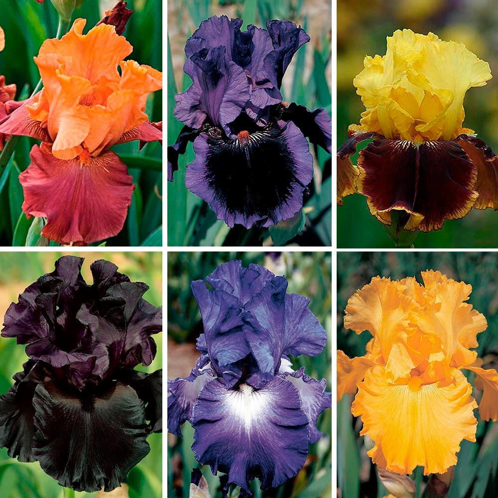 Bold Tall Bearded Iris Collection