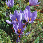  Crocus sativus: Saffron Crocus
