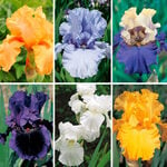  Summer Fling Reblooming Iris Collection