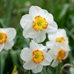 New Daffodil Varieties