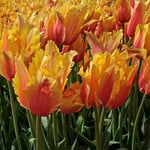  Tulip 'Flaming Memory'