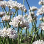  Allium amplectens 'Graceful Beauty'
