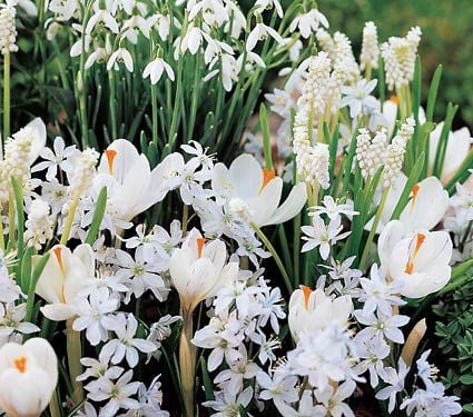 White Flower Collection of 4 Early Spring Bulbs