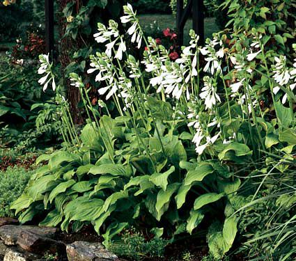 Hosta Royal Standard | White Flower Farm