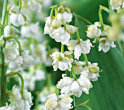 Convallaria majalis Prolificans Lily-of-the-Valley | White Flower Farm