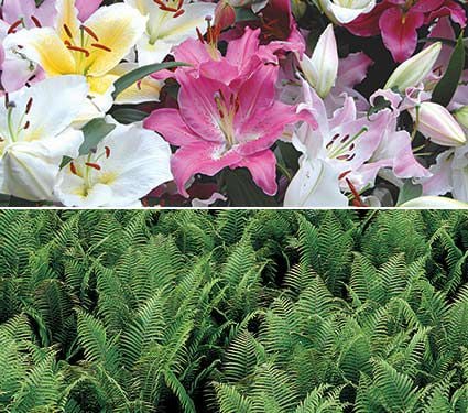 Oriental Lily and Ostrich Fern Collection