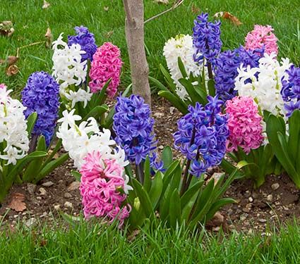 Hyacinthus May Day Bouquet Collection